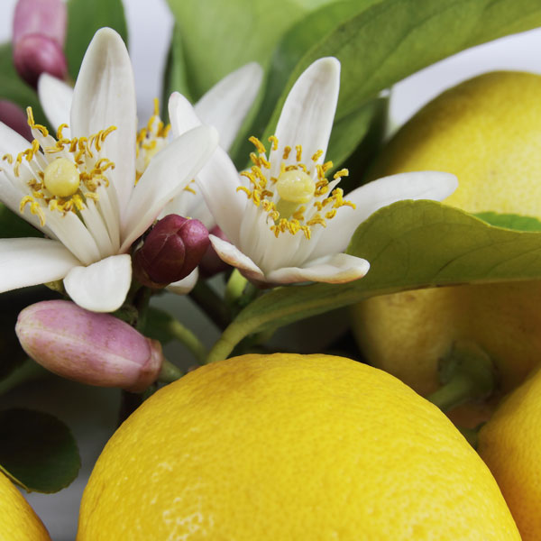 lemon tree flower