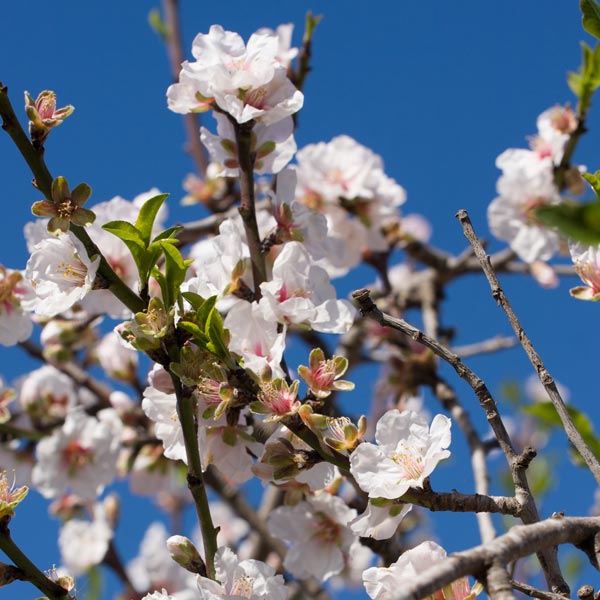 an almond tree with blossoms